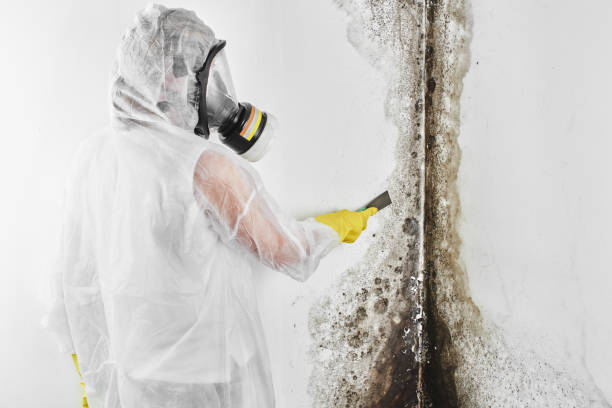 Best Affordable Mold Removal  in Marlin, TX