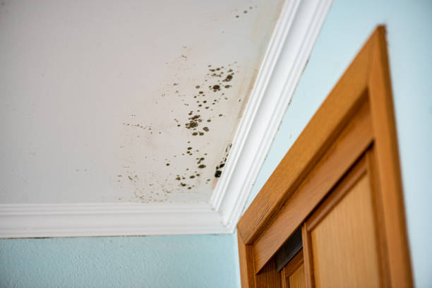 Best Mold Removal Near Me  in Marlin, TX