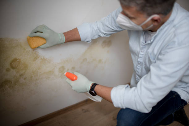 Best Mold Remediation  in Marlin, TX