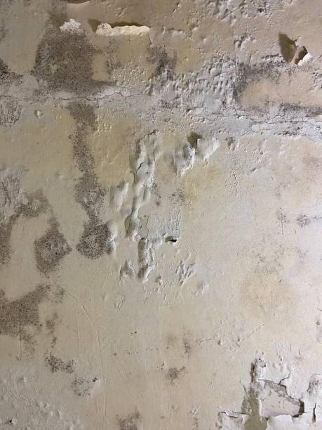 Best Residential Mold Removal  in Marlin, TX