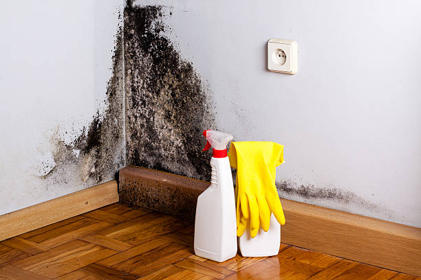 Certified Mold Removal in Marlin, TX