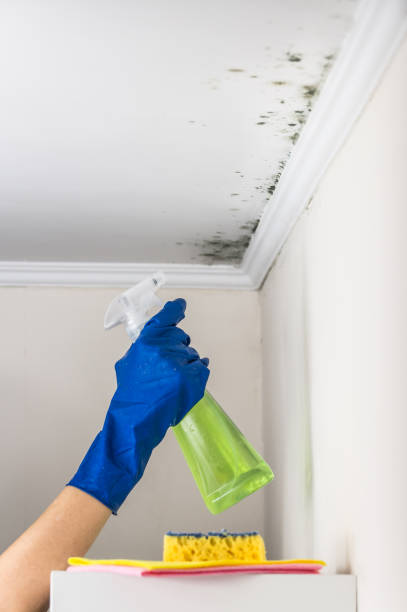 Best Professional Mold Removal  in Marlin, TX